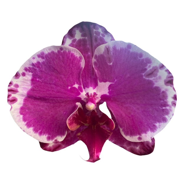 Orchid Flower