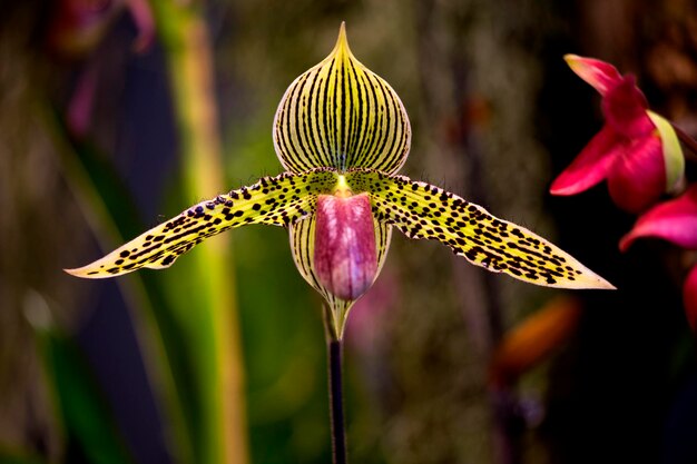 orchid kwiat