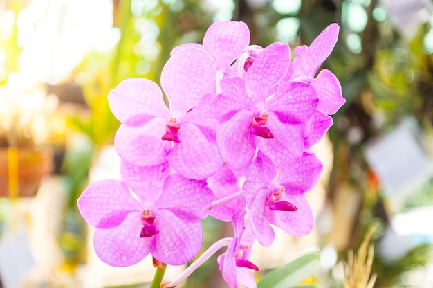 Orchidea Kwiatowafioletowe Storczyki Lady Purple Jest Popularneróżowy Kwiat Orchidei W Ogrodzie