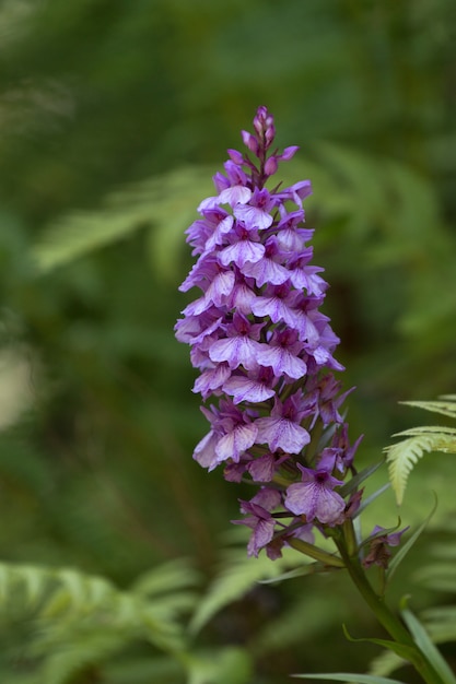 Orchidea Madery (Dactylorhiza foliosa)