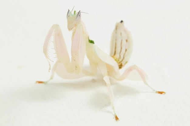 Orchidea Modliszka Hymenopus Coronatus Na Białym Tle