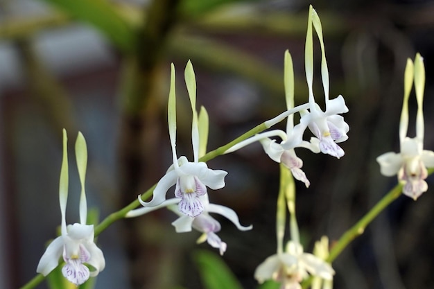 orchidea na drzewie podczas świeżego poranka Endemiczna dzika orchidea kwitnąca na drzewie w jego naturalnym środowisku