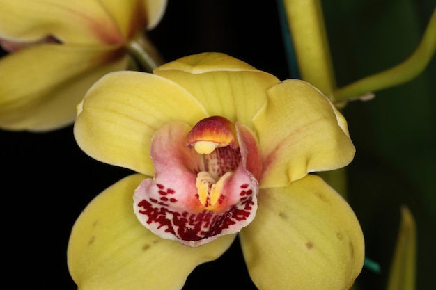 Orchidea na wystawie