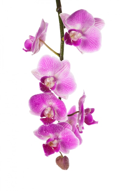 Orchidea Odizolowywająca Na Bielu