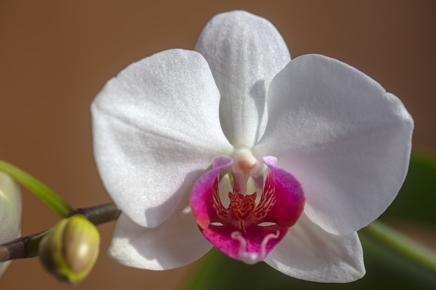 Orchidea. Ozdobne kwiaty do domu. Phalaenopsis rośnie. Koncepcja kwiatowy.