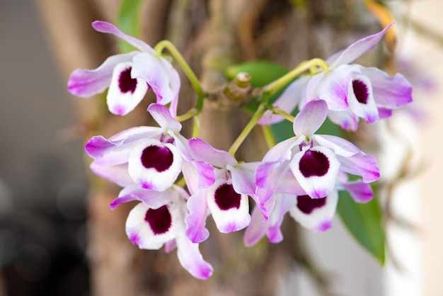 Orchidea piękna kwitnąca orchidea w białym i fioletowym naturalnym świetle selektywnym