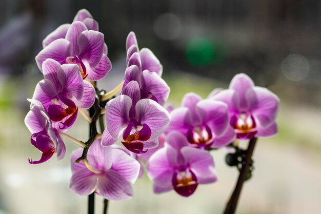 Orchidea to ozdobny tropikalny kwiat Phalaenopsis Zbliżenie selektywne skupienie w podświetleniu