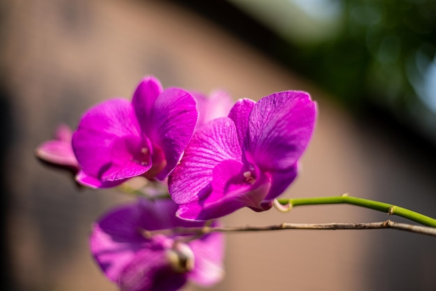 Orchidea W Kolorze Magenta Pomarańczowy