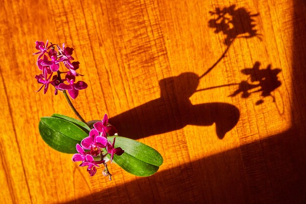 Orchidea z góry na drewnianym stole z pełną cienią sylwetki