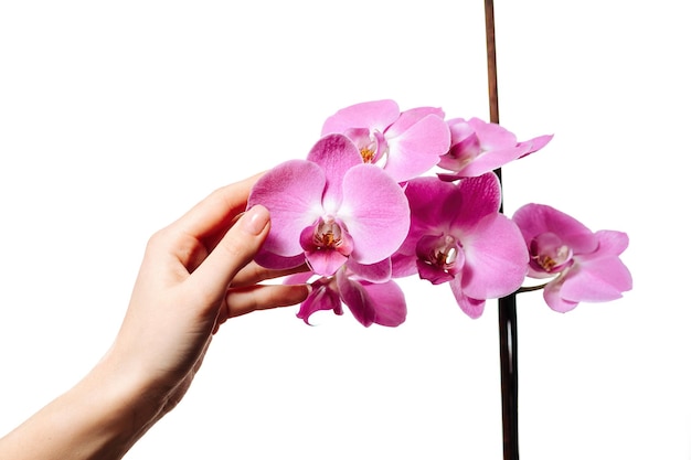 Zdjęcie orchidea z kobiecą ręką na białym tle