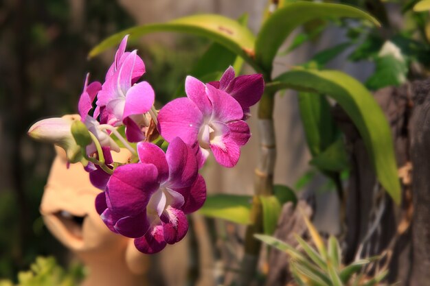 Orchidea