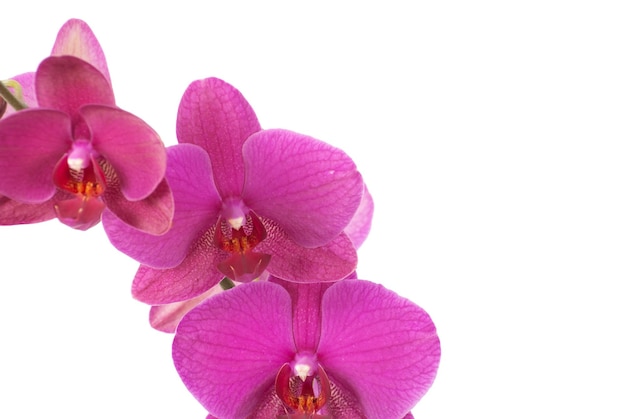 orchidea