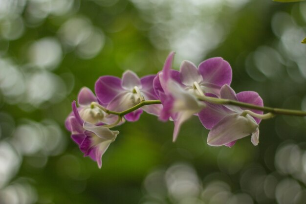 Orchidea