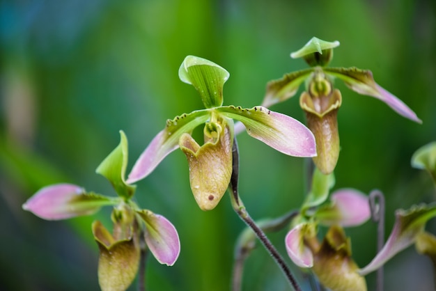 Zdjęcie orchidea