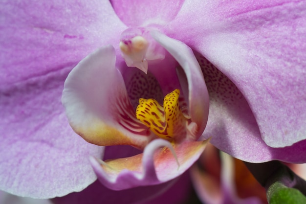 Orchidea