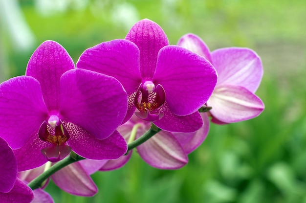 Orchidea