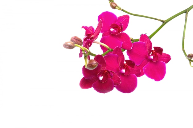 Orchidea