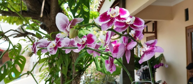 Orchidee ćmy Tło rośliny Orchidei ćmy rośliny wzięte z bliskiego kąta