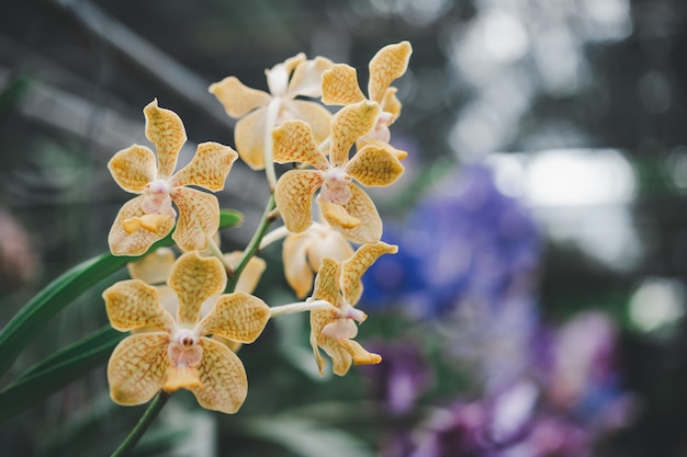 Orchidee piękne kwiaty kwitnące wiosną zdobią piękno natury