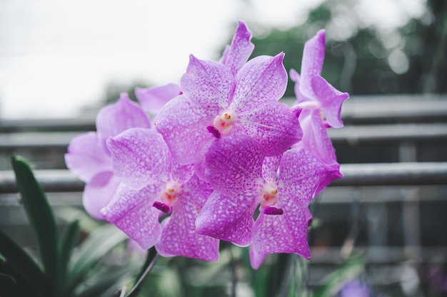 Zdjęcie orchidee piękne kwiaty kwitnące wiosną zdobią piękno natury