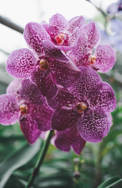 Zdjęcie orchidee piękne kwiaty kwitnące wiosną zdobią piękno natury