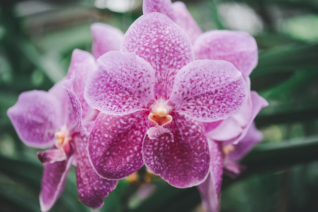 Zdjęcie orchidee piękne kwiaty kwitnące wiosną zdobią piękno natury