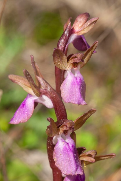 Orchis collina Anacamptis collina Malaga Hiszpania