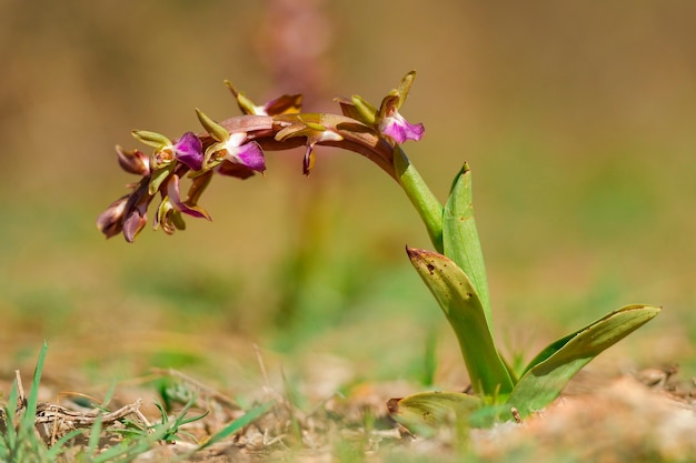 Orchis collina to lądowy gatunek z rodziny storczyków