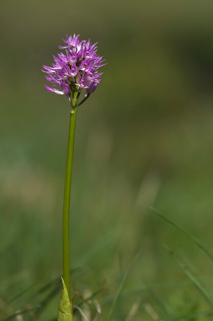 Orchis italica to lądowy gatunek z rodziny orchidei