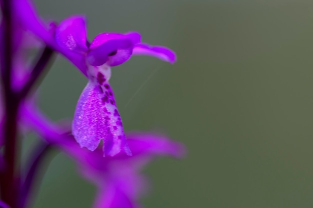 Orchis mascula Zbliżenie wczesnej purpurowej orchidei w rozkwicie