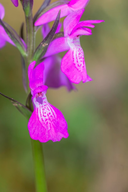 Orchis mascula Zbliżenie wczesnej purpurowej orchidei w rozkwicie