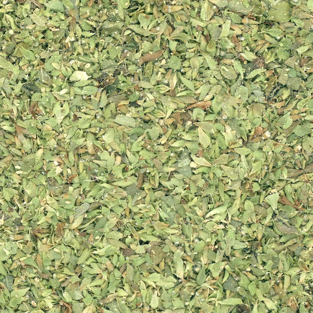 Oregano (Origanum vulgare)