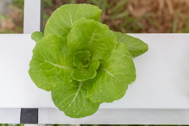 Organic hydroponic Masło głowy