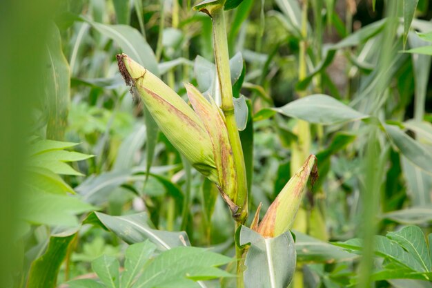 Organiczna kukurydza w peruwiańskiej dżungli Amazonii w pobliżu miasta Tarapoto