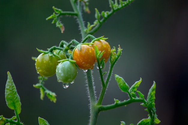 organiczna roślina pomidorowa rosnąca w szklarni świeża wiązka czerwonych naturalnych pomidorów na roślinie i