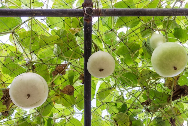 Organiczna świeża kalabasa