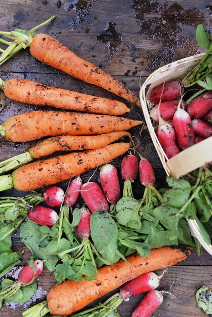 Organiczne Brudne Marchewki I Rzodkiewki świeżo Zebrane W Ogrodzie I Ułożone Na Desce