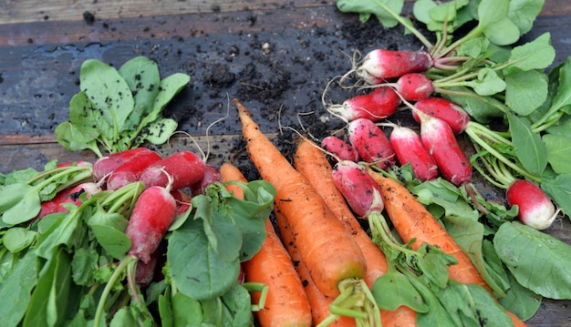 Organiczne brudne marchewki i rzodkiewki świeżo zebrane w ogrodzie i ułożone na desce