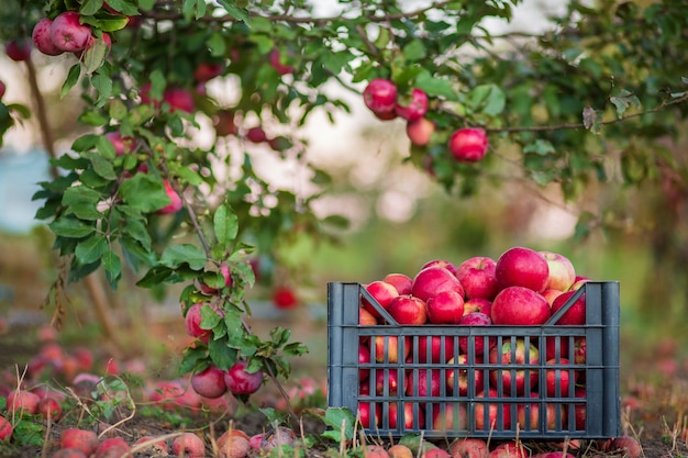 Organiczne czerwone jabłka w koszu, pod drzewem w ogrodzie