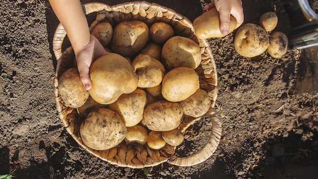 organiczne domowe warzywa zbierają ziemniaki. Selektywne skupienie.