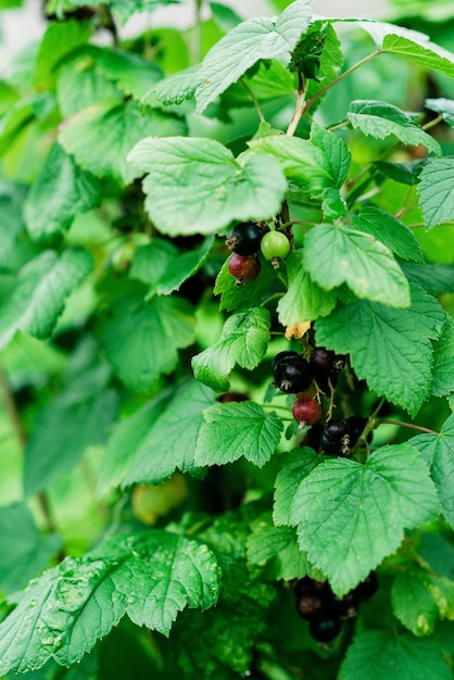 Organiczne jagody czarnej porzeczki na krzaku w ogrodzie. Rolnictwo. Miękka selektywna ostrość.