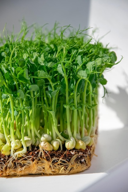 Organiczne kiełkowanie nasion groszka Zielone kiełko groszka gotowe do sadzenia.