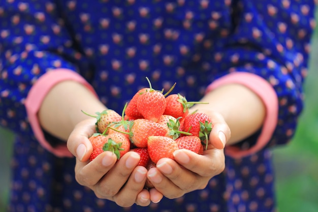 Organiczne, kobieta ręce trzymając świeże truskawki naturalne zielone tło