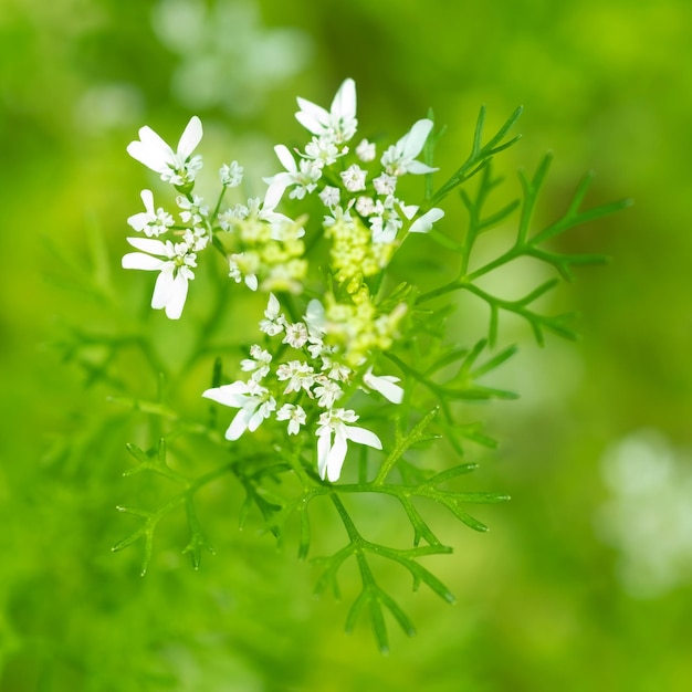 Organiczne kwiaty kolendry ze światłem słonecznym w ogrodzie Bardzo słodkie białe kwiaty kolendry