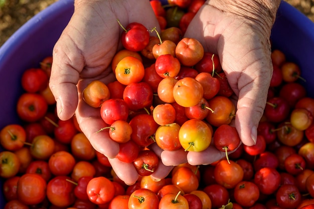Organiczne owoce aceroli zbierane ręcznie i umieszczane w fioletowej plastikowej misce Brazylijskie rolnictwo