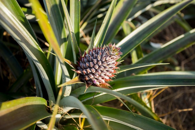 Organiczne plantacje ananasów w górach w obszarze Mae Taeng w północnym Chiang Mai Thail