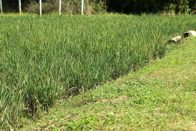 Organiczne pole ryżu niełuskanego