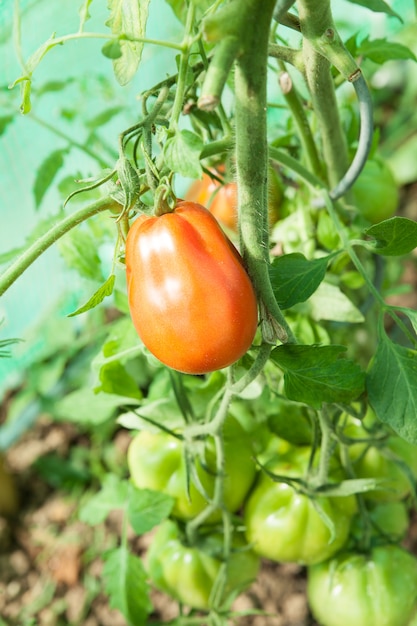 Organiczne pomidory w szklarni