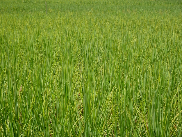 Organiczne Ryżu Gospodarstwa Natura Tło, Odkryty Zielone Pole