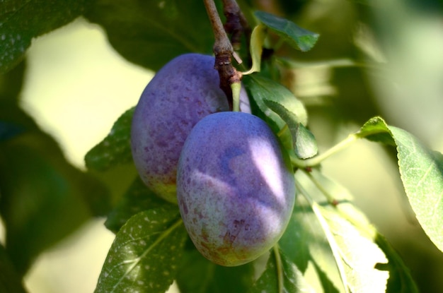 Organiczne śliwki na gałęzi